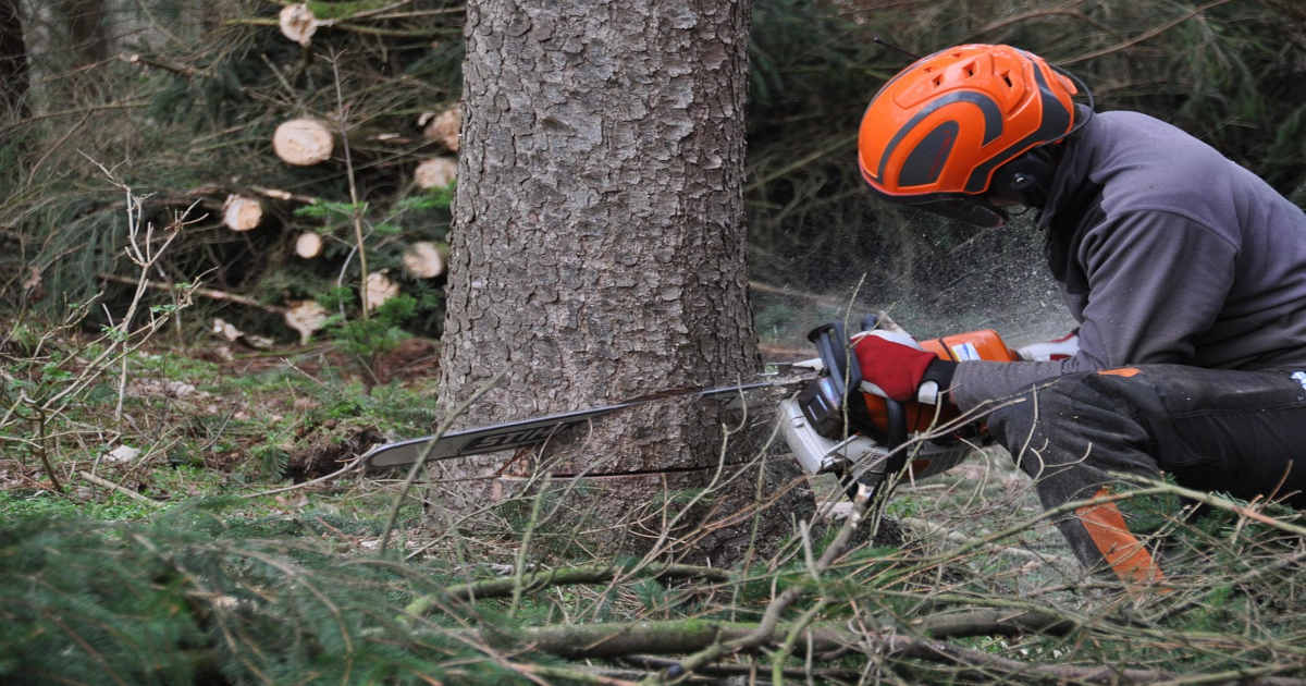Cutting a tree